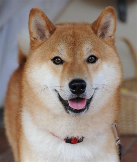 shiba inu photography|200+ Free Shiba Inu & Shiba Photos